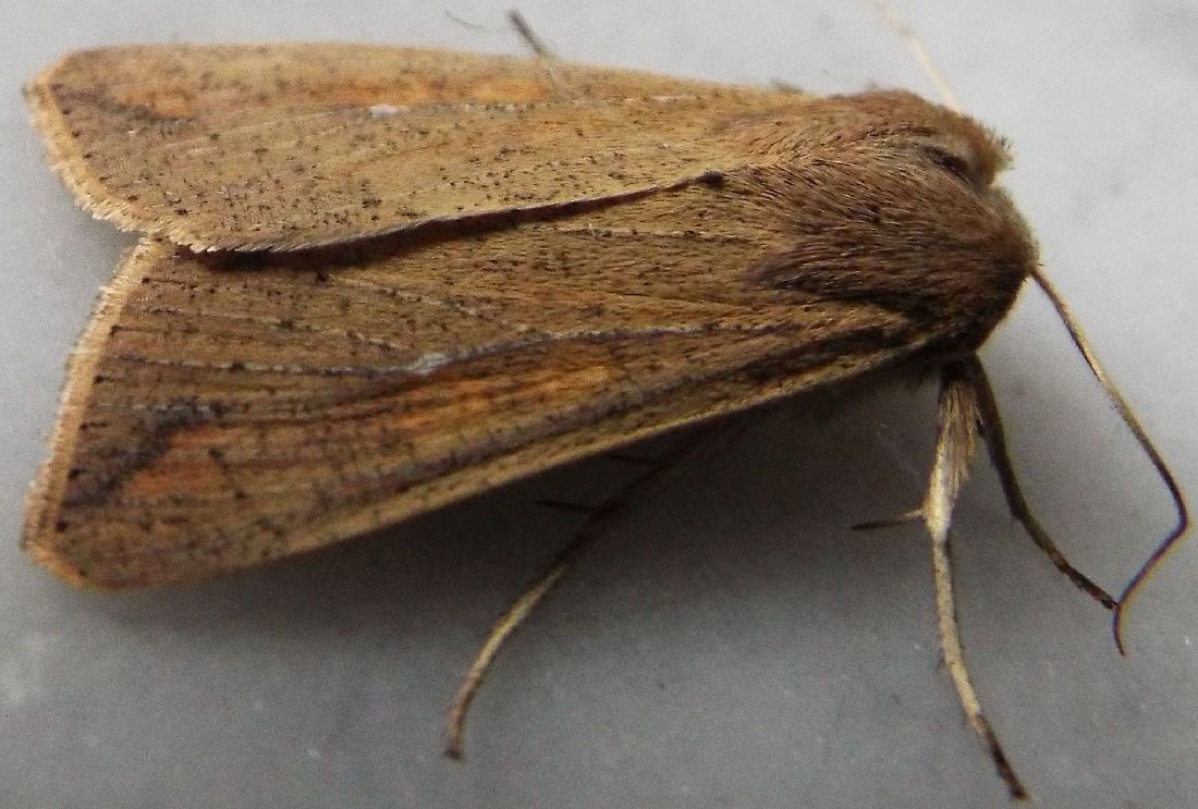 Mythimna unipuncta  (Noctuidae)